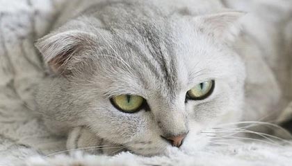 哈登在欧冠中表现离谱,皇马球迷现场反应意外